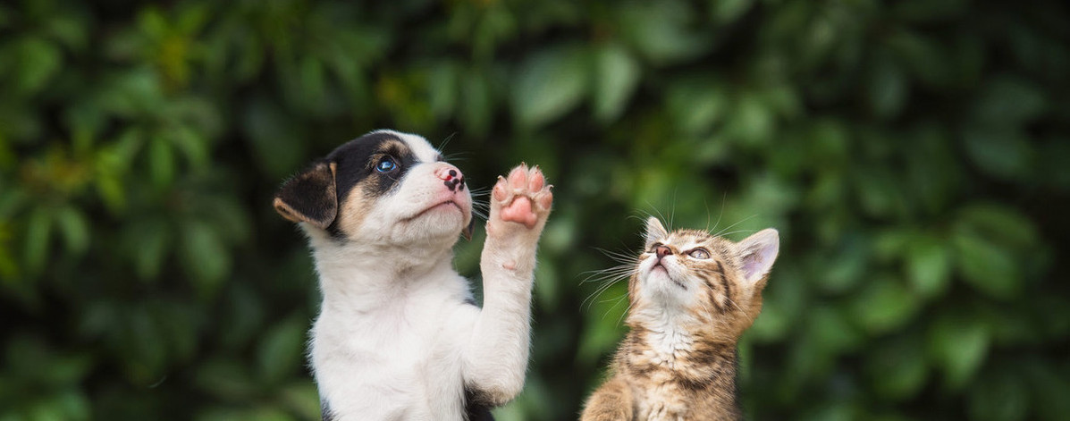 All Paws Animal Hospital